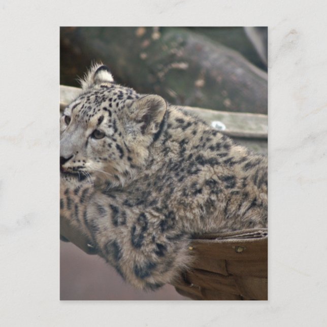 Snow Leopard Postcard (Front)