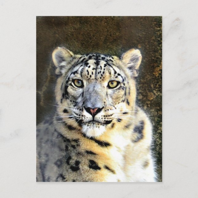 Snow Leopard Postcard (Front)