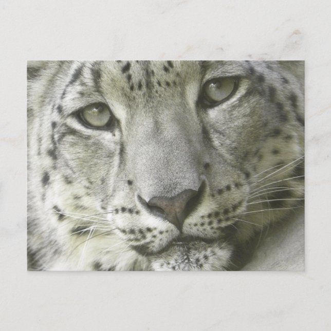 Snow Leopard Postcard (Front)