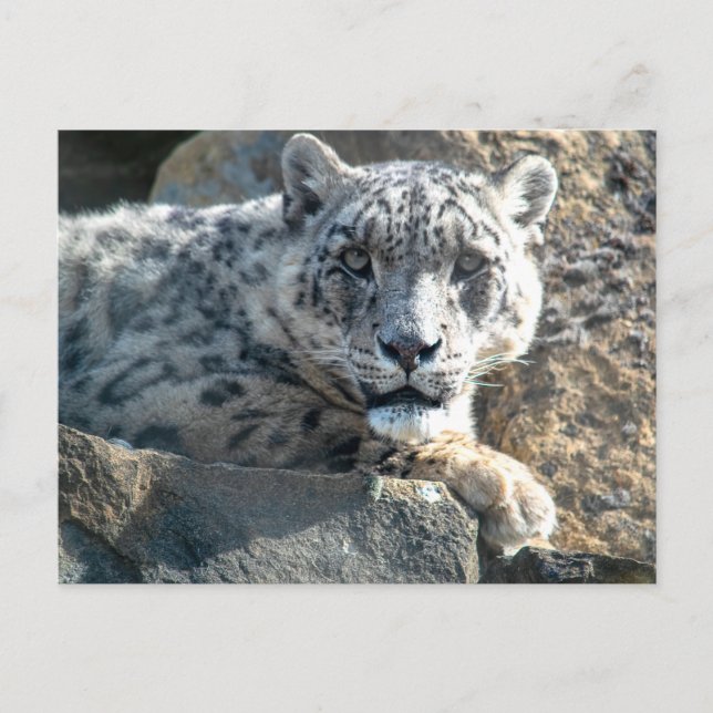 Snow leopard postcard (Front)