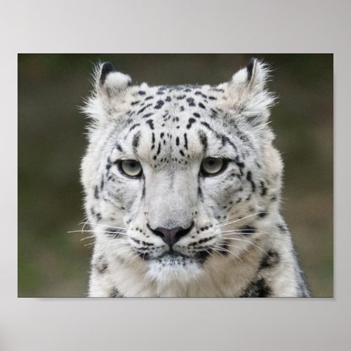 Snow Leopard  Poster
