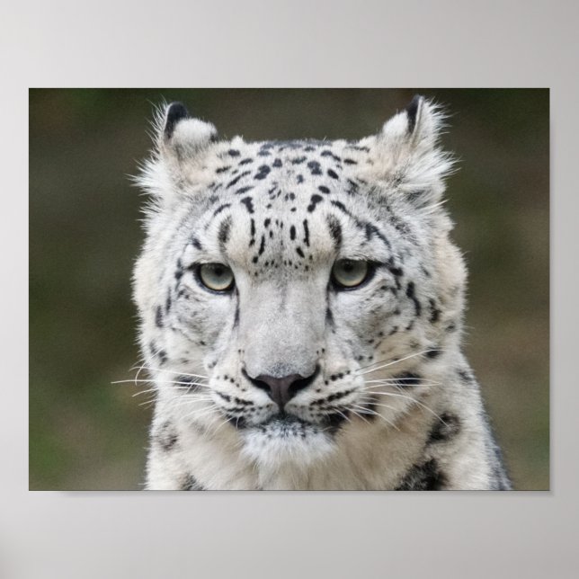 Snow Leopard  Poster (Front)