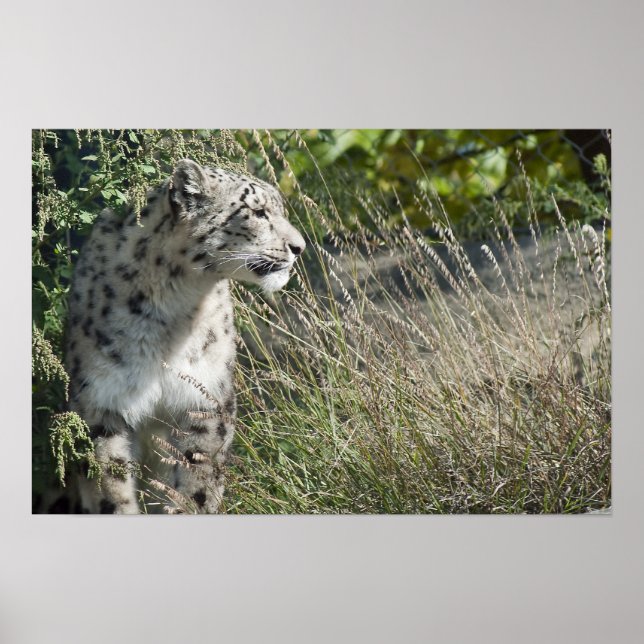 Snow leopard poster (Front)