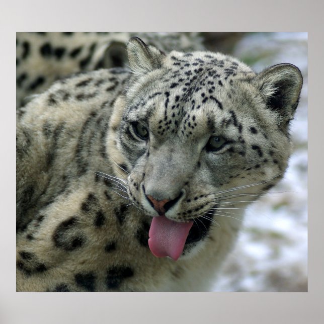 Snow Leopard Poster (Front)