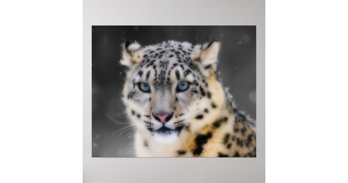 Snow Leopard Poster | Zazzle