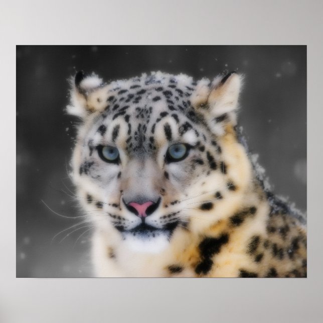 Snow Leopard Poster (Front)