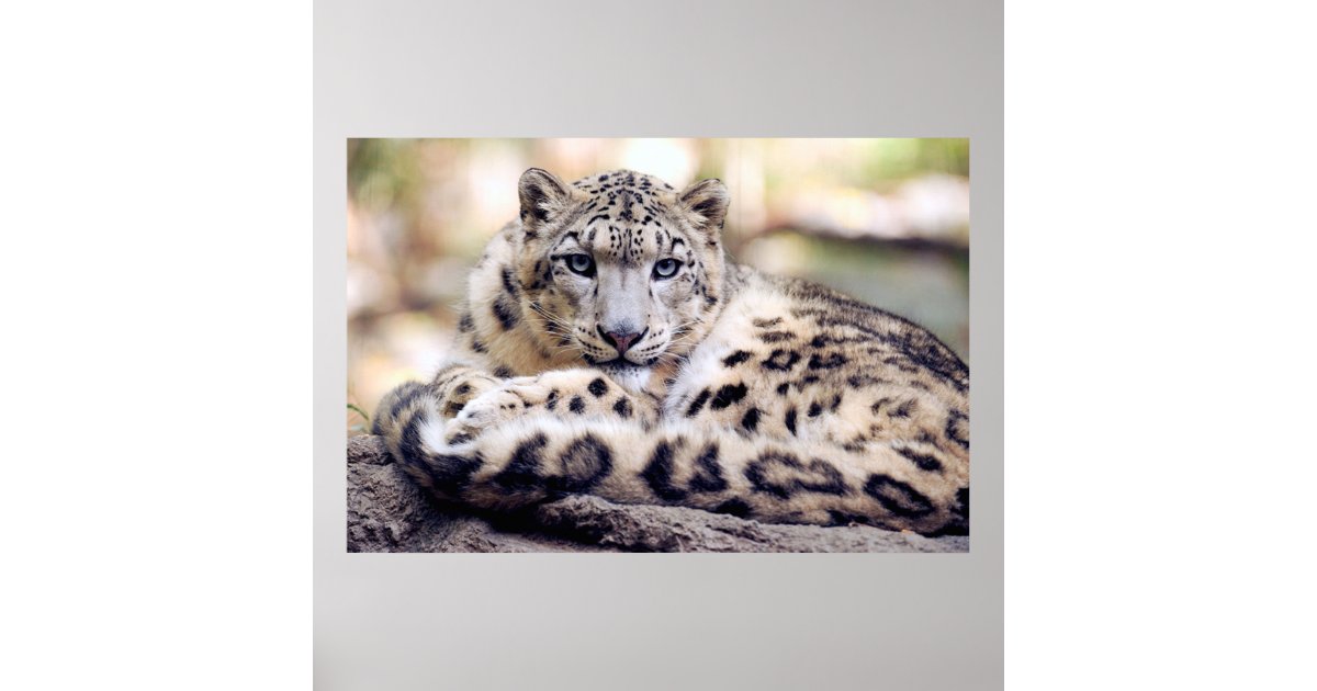 Snow leopard poster | Zazzle