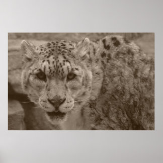 Snow Leopard Posters | Zazzle