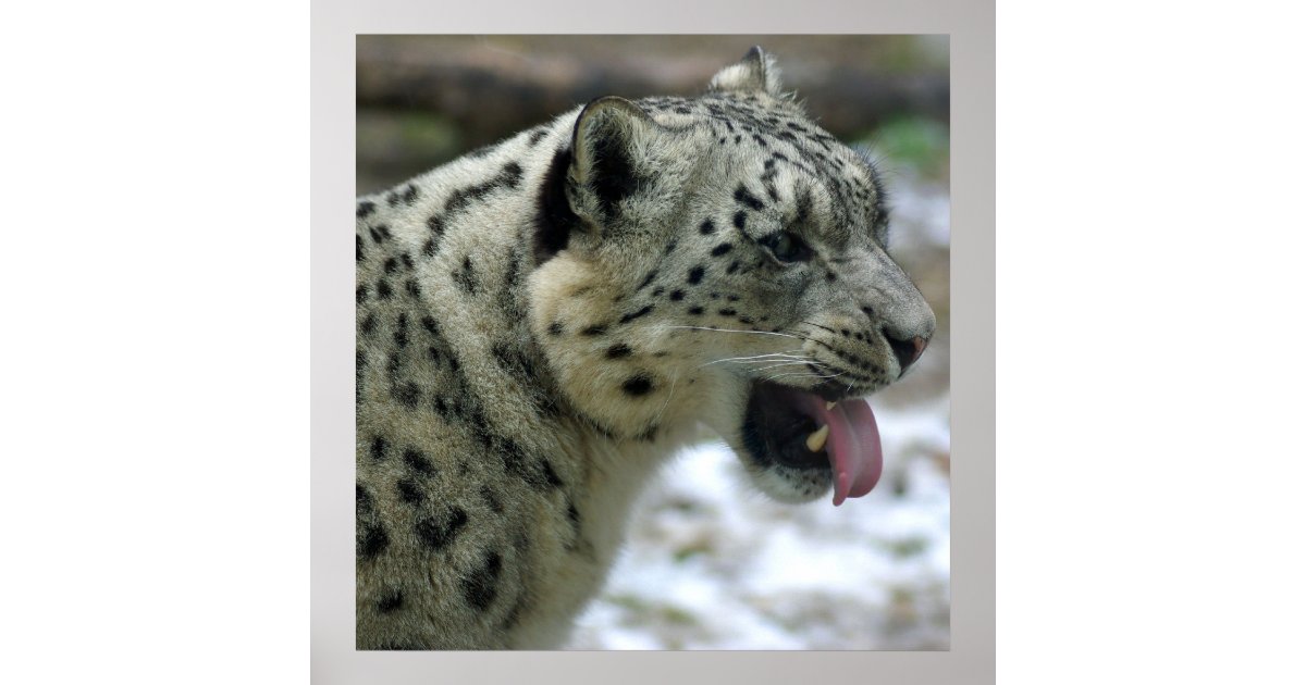 Snow Leopard Poster | Zazzle