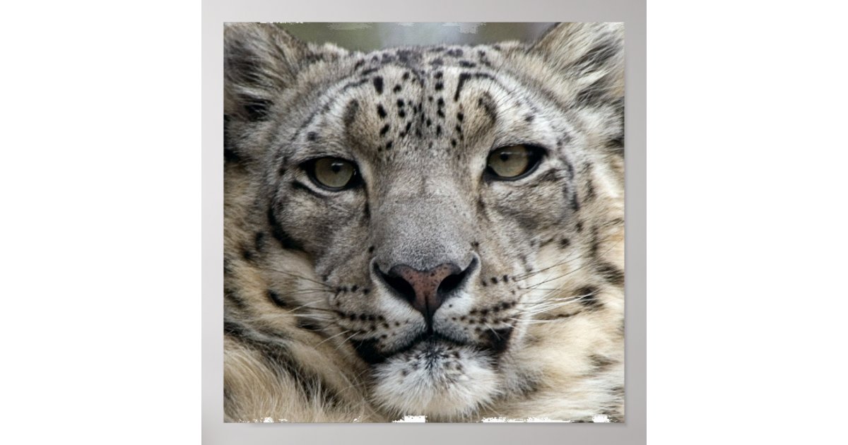 Snow Leopard Print | Zazzle