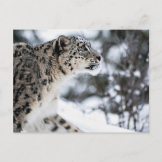 Snow Leopard Profile Postcard