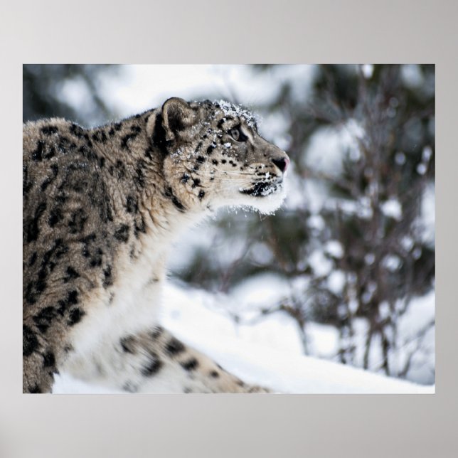 Snow Leopard Profile Poster (Front)