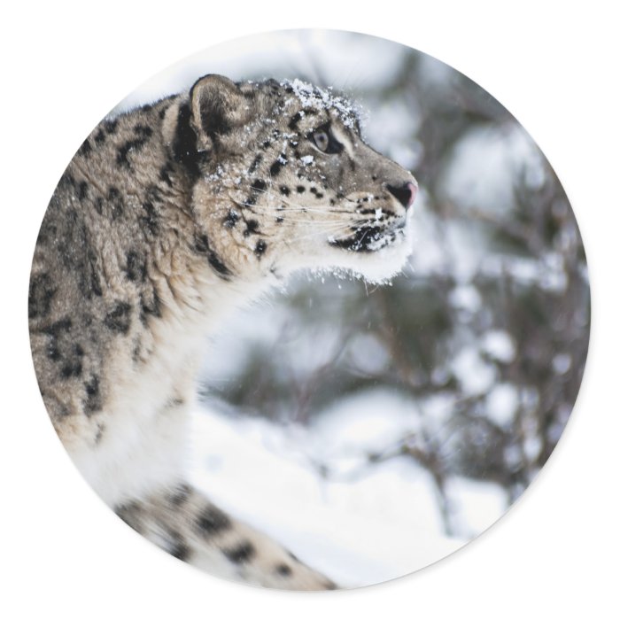 Snow Leopard Profile Stickers