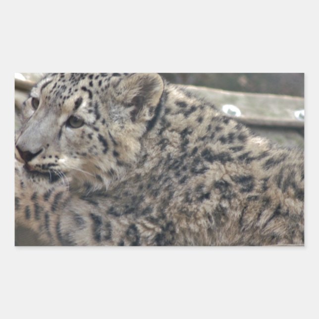 Snow Leopard Rectangular Sticker (Front)