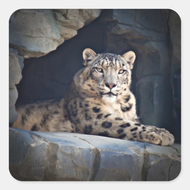 Snow Leopard Square Sticker (Front)