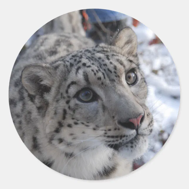 Snow Leopard Stickers Zazzle