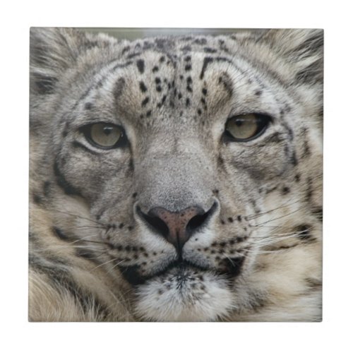 Snow Leopard Tile