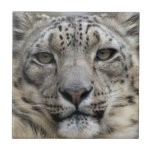 Snow Leopard Tile