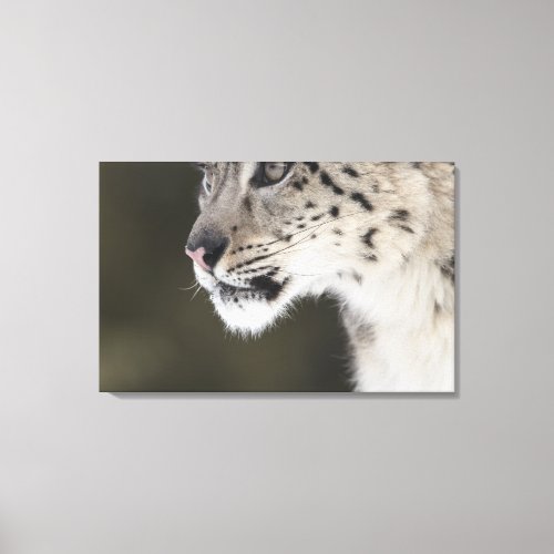 Snow leopard Uncia uncia 2 Canvas Print