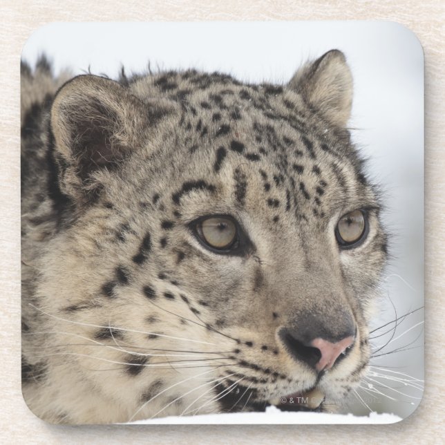 Snow leopard (Uncia uncia) 2 Drink Coaster (Front)