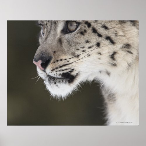 Snow leopard Uncia uncia Poster