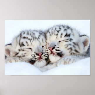Snow Leopard Wild Animal Natural Environment Poster
