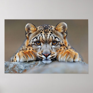Snow Leopard Wild Animal Natural Environment Poster