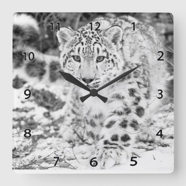 Snow Leopard Wildlife Wall Clock (Front)