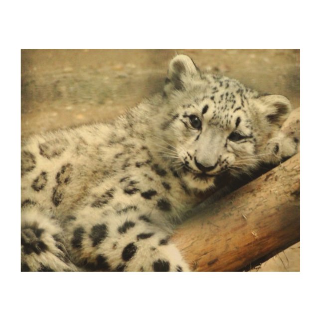 Snow Leopard Wooden Wall Art (Front)