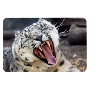Snow Leopard yawning Flexible Magnet