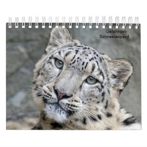 Snow leopards as a calendar