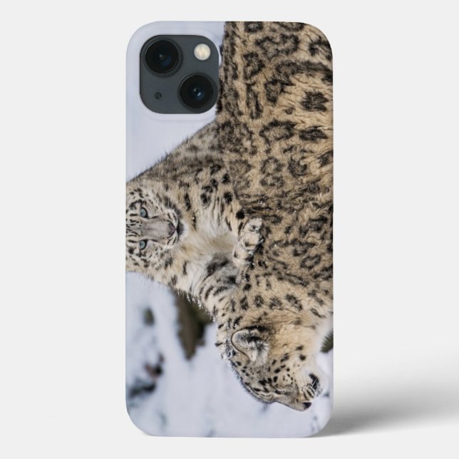 Snow Leopards: Case-Mate iPhone Case (Back)