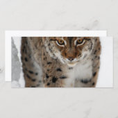 Snow Lynx (Front/Back)