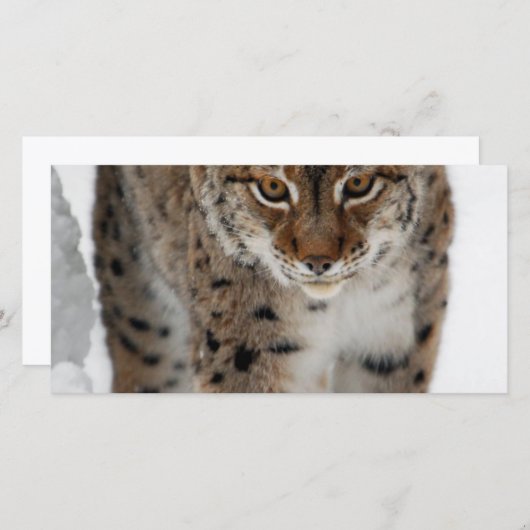 Snow Lynx (Front/Back)