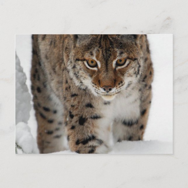 Snow Lynx Postcard (Front)