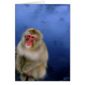 Snow Monkey (Front)