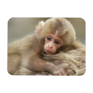 Snow Monkey Baby, Jigokudani, Nagano, Japan 2 Magnet