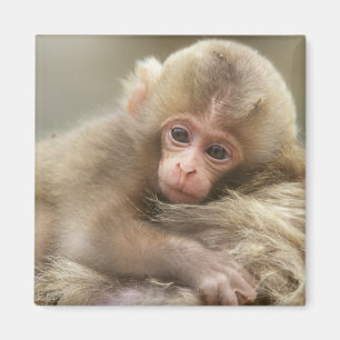 Snow Monkey Baby, Jigokudani, Nagano, Japan 2 Magnet