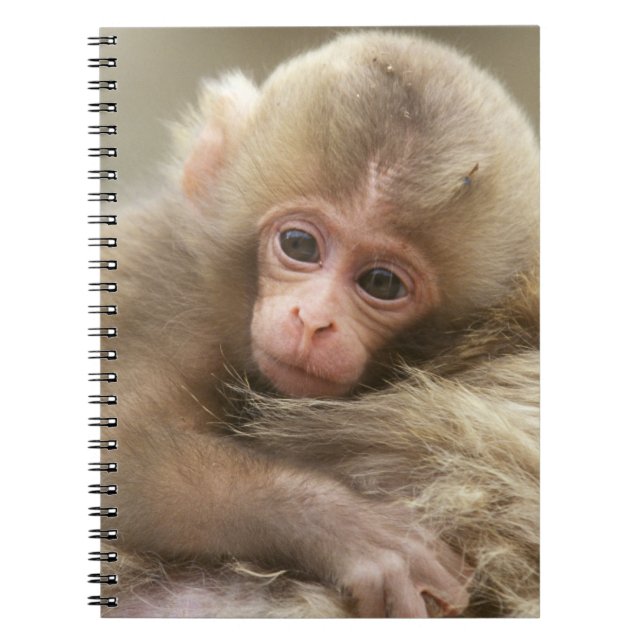 Snow Monkey Baby, Jigokudani, Nagano, Japan 2 Notebook (Front)