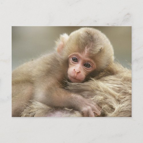 Snow Monkey Baby Jigokudani Nagano Japan 2 Postcard