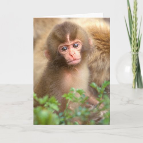 Snow Monkey Baby Portrait Card