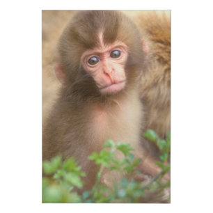 Snow Monkey Baby Portrait Faux Canvas Print