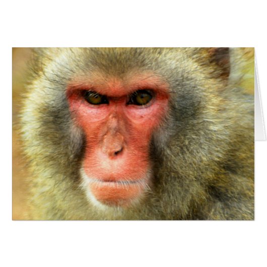 Snow Monkey Cards (Front Horizontal)