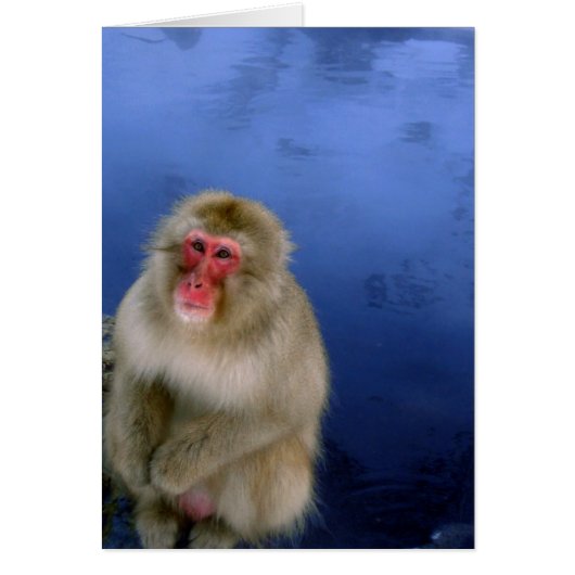 Snow Monkey Cards (Front)
