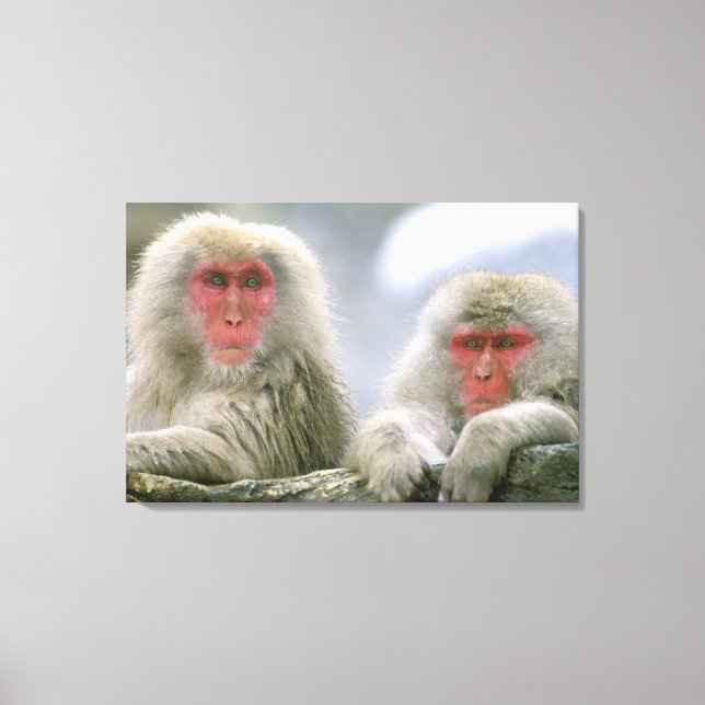 Snow Monkey Couple, Japanese Macaque, Canvas Print (Front)