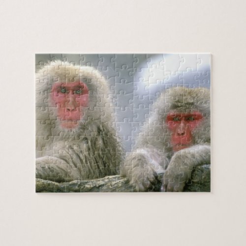 Snow Monkey Couple Japanese Macaque Jigsaw Puzzle