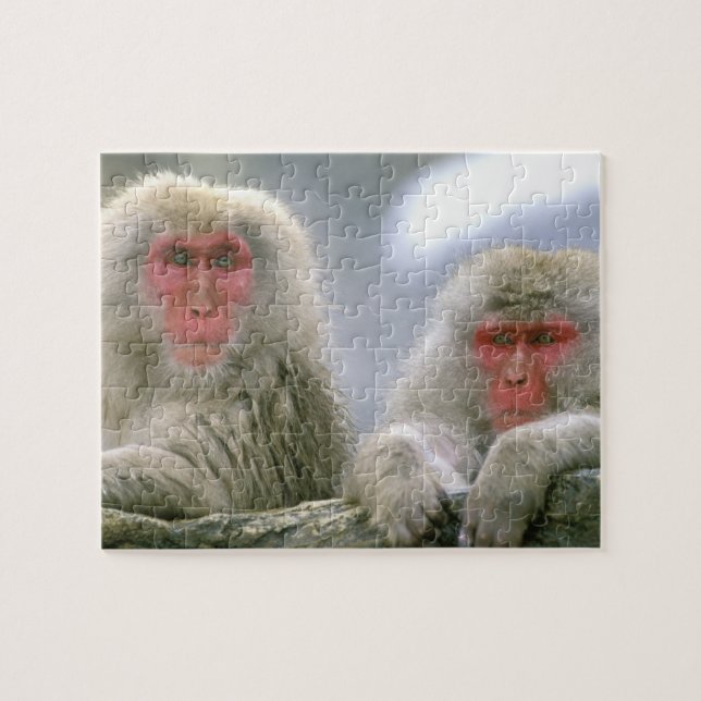Snow Monkey Couple, Japanese Macaque, Jigsaw Puzzle (Horizontal)