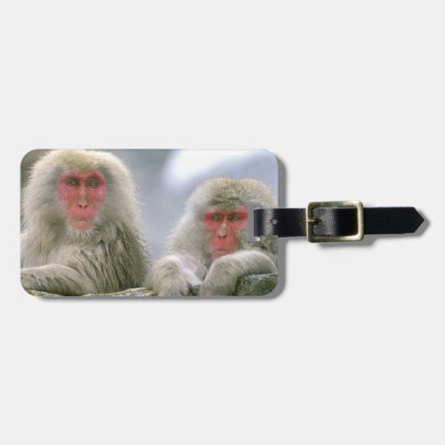 Snow Monkey Couple Japanese Macaque Luggage Tag