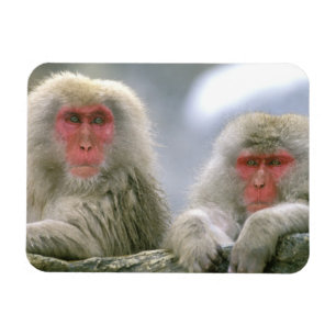 Snow Monkey Couple, Japanese Macaque, Magnet