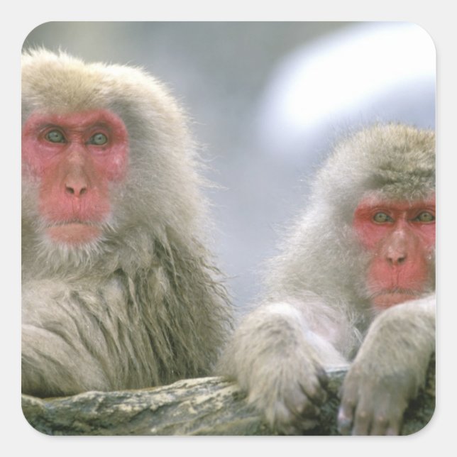 Snow Monkey Couple, Japanese Macaque, Square Sticker (Front)